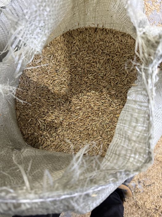 Продам семена (сұлы) овёс