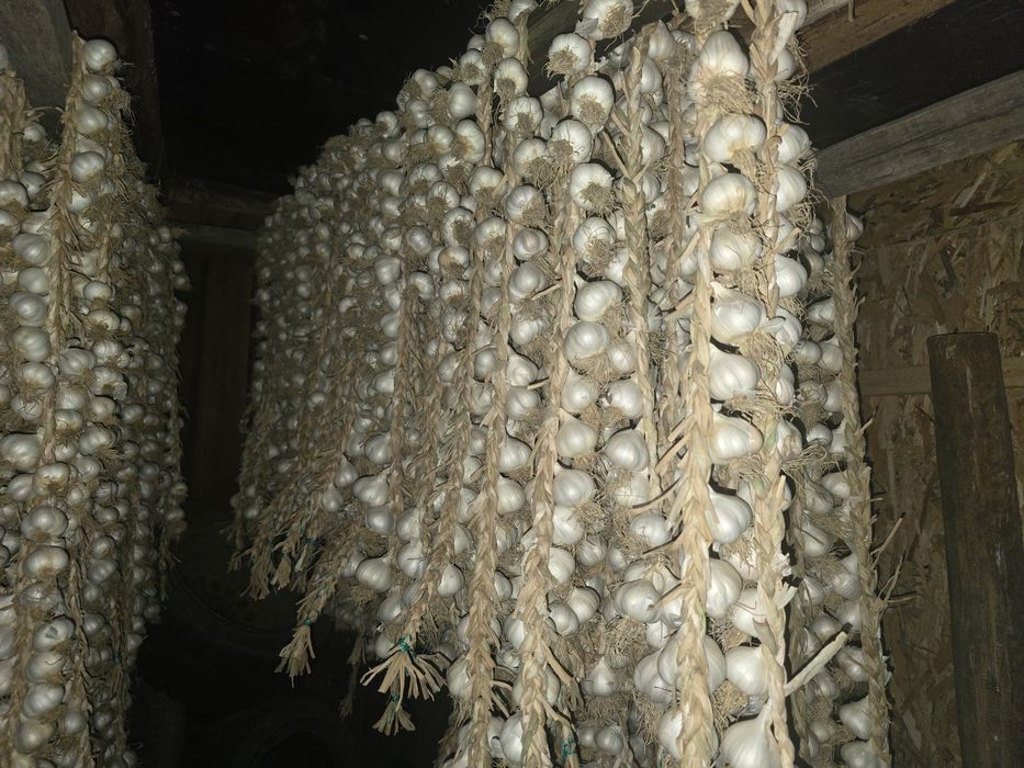 Vand usturoi romanesc