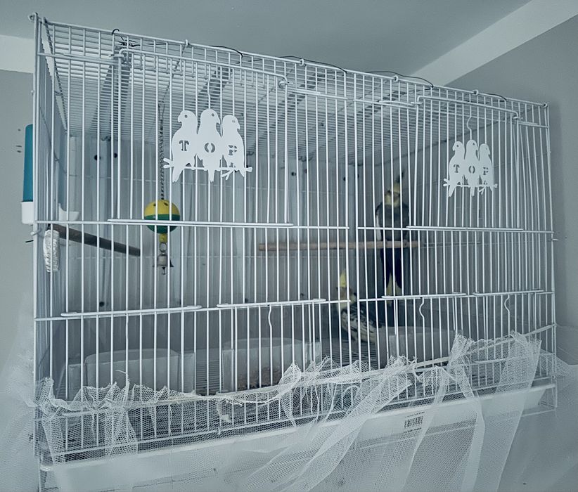 Продаю пару папугаев