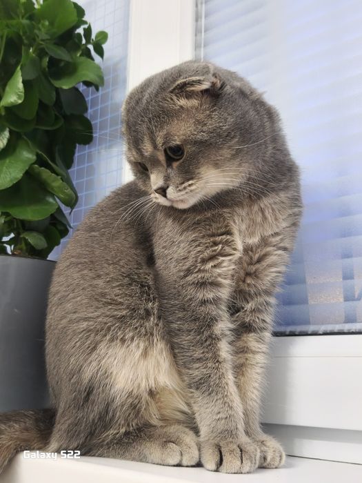 шотландский котик