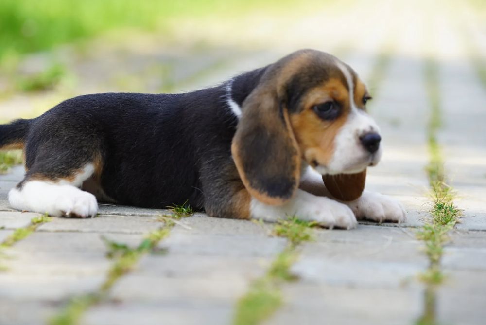 Продам щенка Бигель