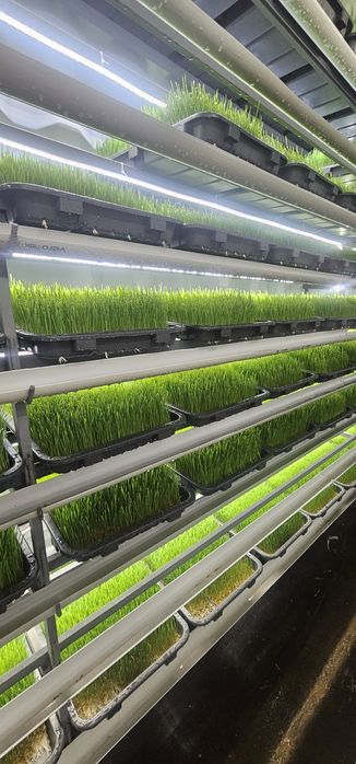 Гидропоника зерно