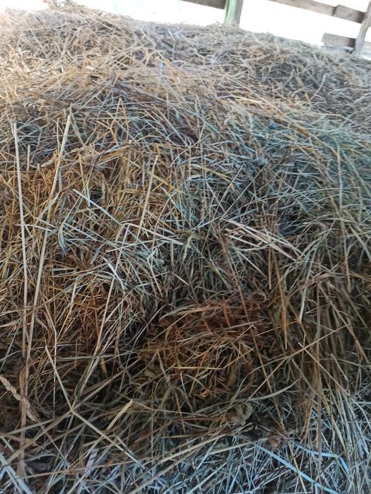 Продам сено ,разнотровавие горное .