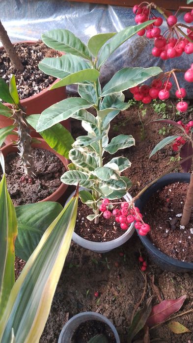 Комнатные цветы от  500 теңге