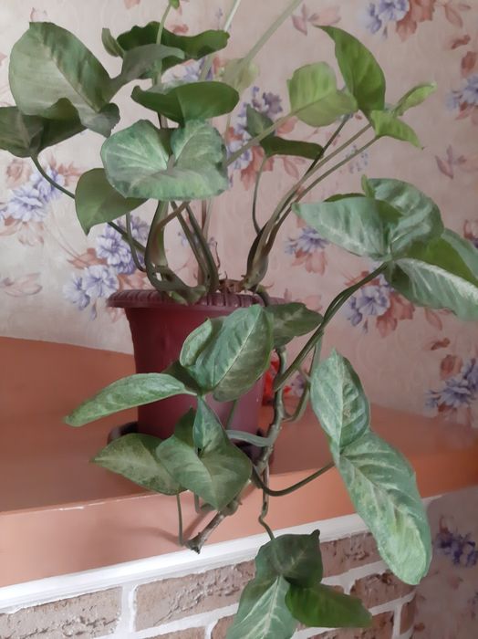 Вьющиеся цветы. Два разных вида