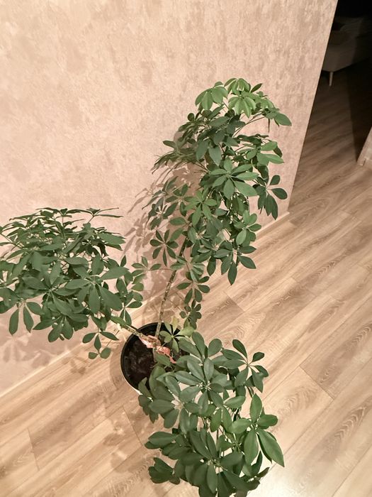 Продам шефлеру 3 ветки