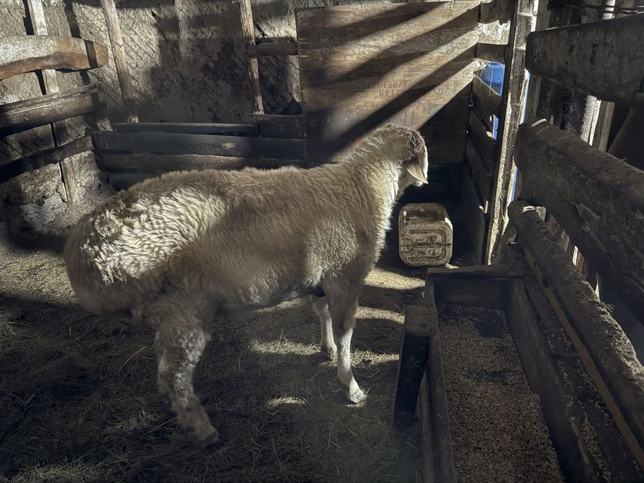 Кошкар с откорма