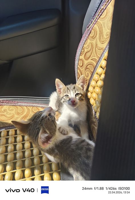 Өте ақылды мысық