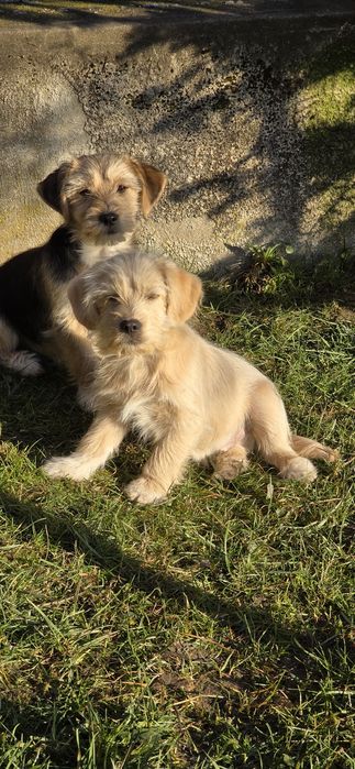 Donez un catel de curte