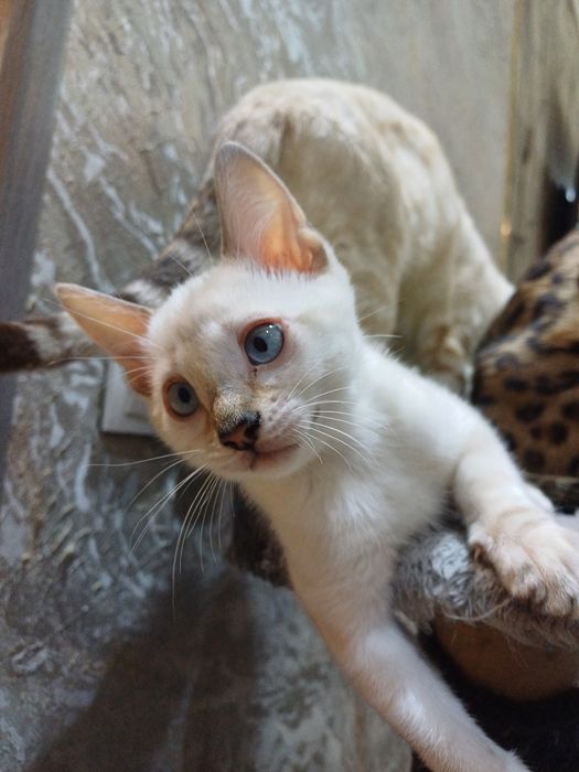 Бенгальские котята