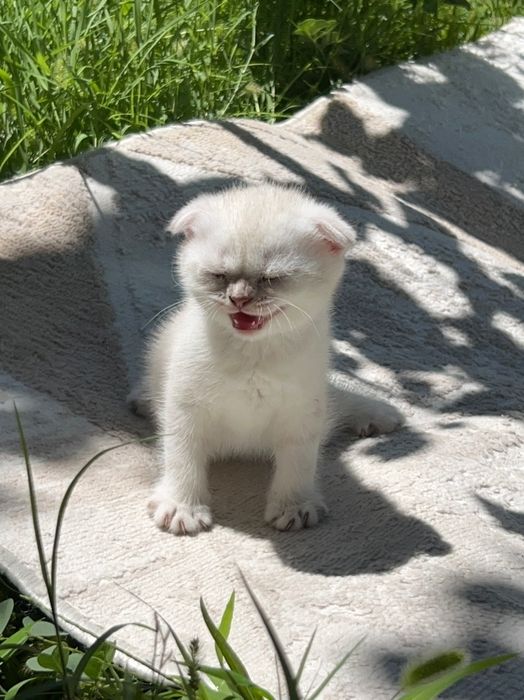 Шотландский вислоухий