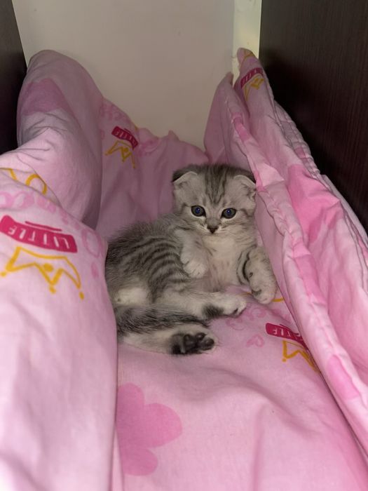 Продам котёнка одна осталась