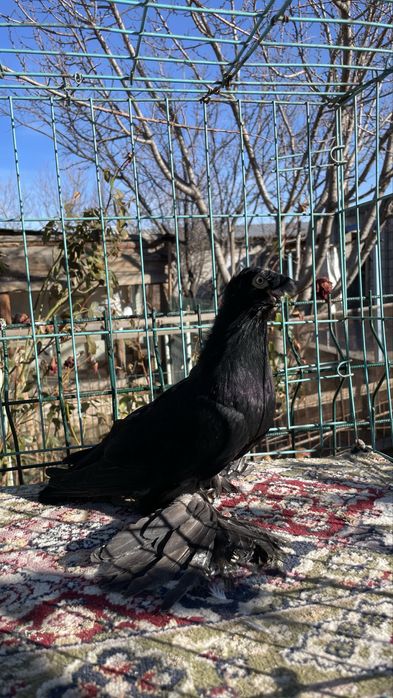 Голуби Кептер пр