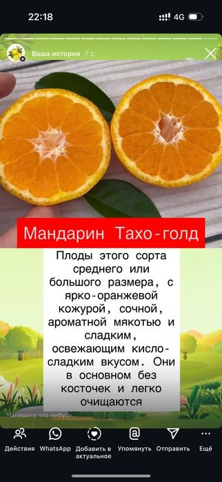 Продам сортовые прививки российского питомника