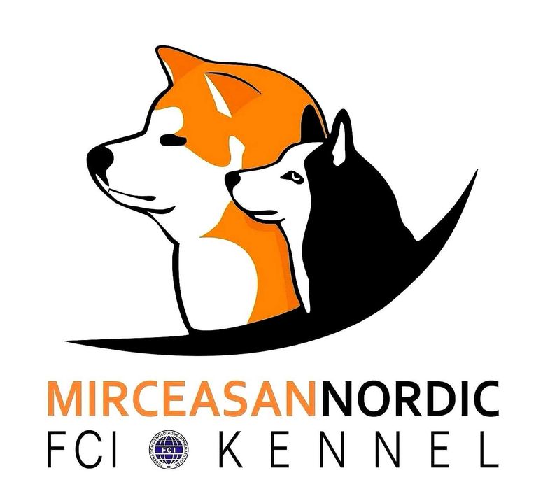 Pui Husky Siberian femela, părinți multipli campioni!