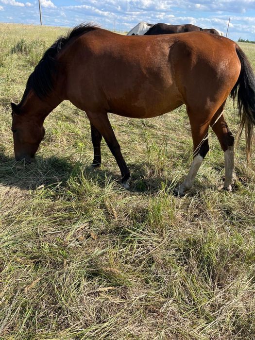 Продам кабылу 2.7