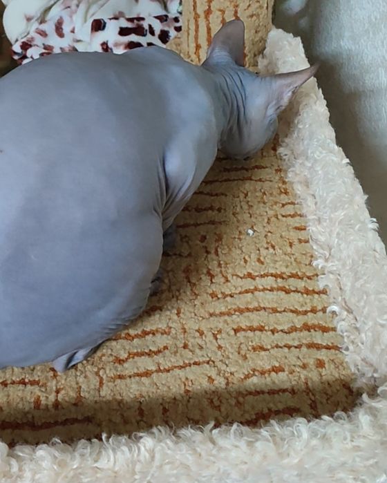 Сфинкс канадский, кот 7 месяцев