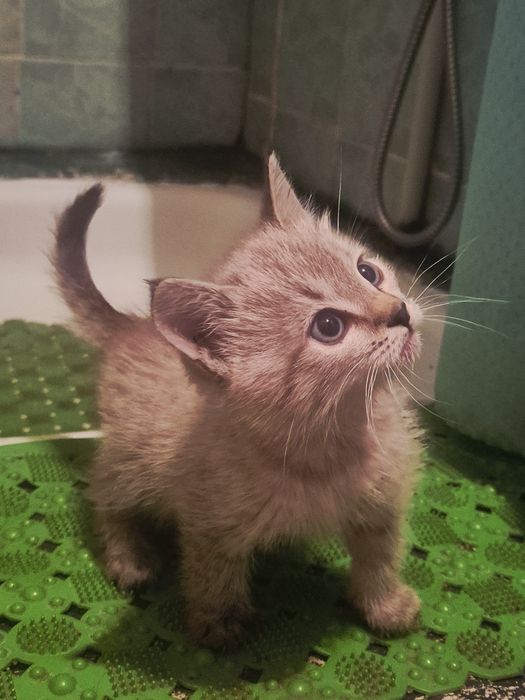 Отдам котёнка в хорошие руки