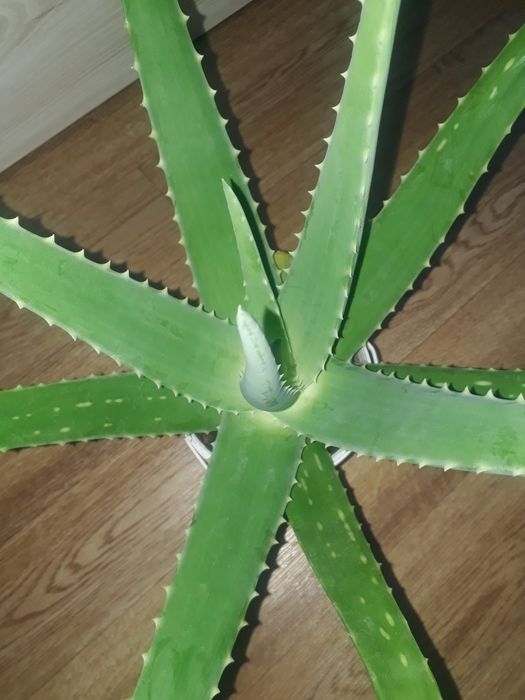 Продам Алоэ Вера