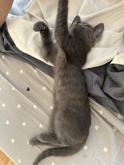 Отдам котёнка в хорошие руки