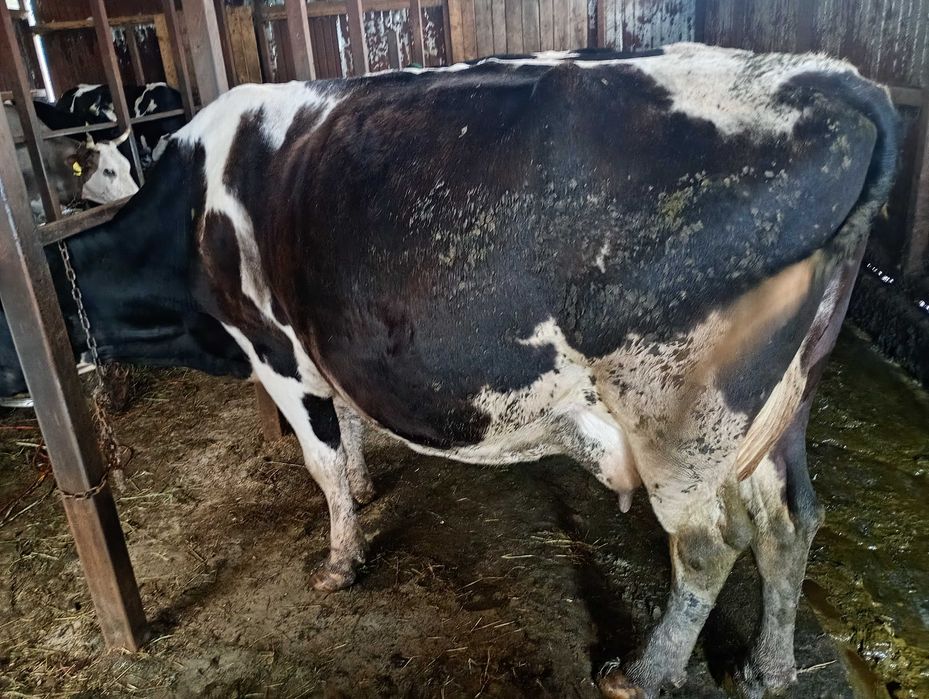 Vand vaca de 700 de kg