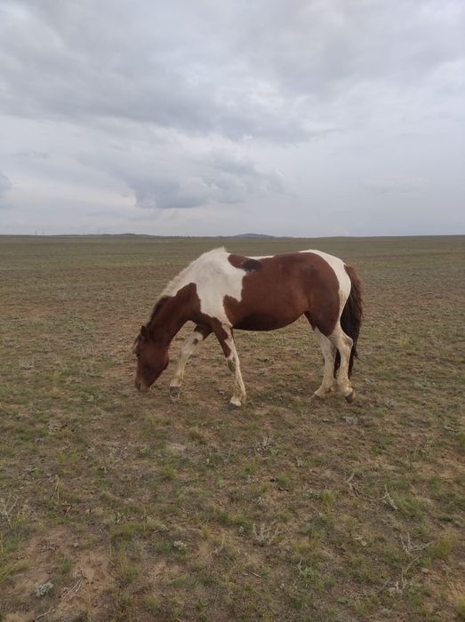 Семіз байтал, Дөнежін байтал сатылады