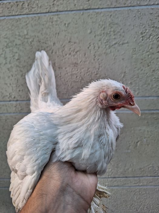 Yaponlar sotiladi