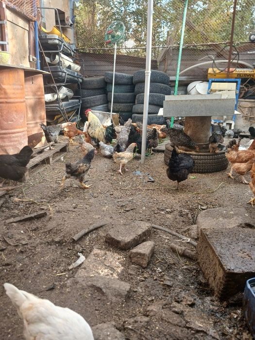 Продам домашних курей