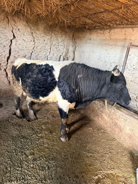 Жемде тұрған бұқа