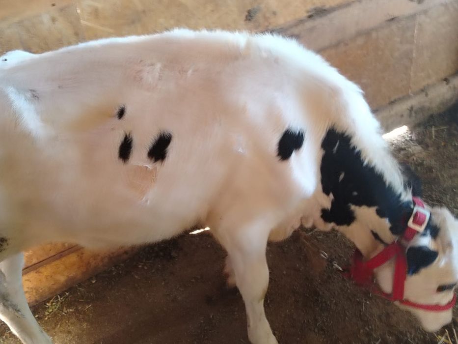 Продам телят срочно