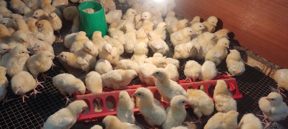 Продам цыплят бройлеров