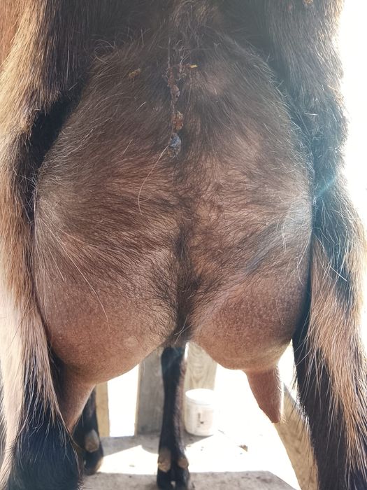 Альпий ешкісі сатылады