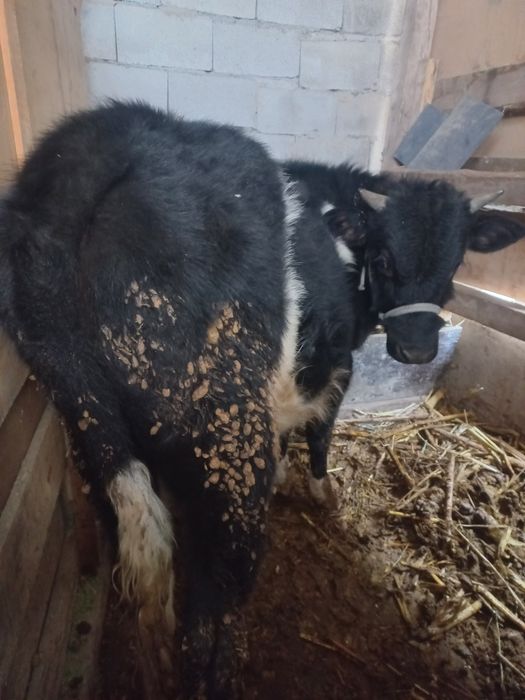 Продам бычки срочно