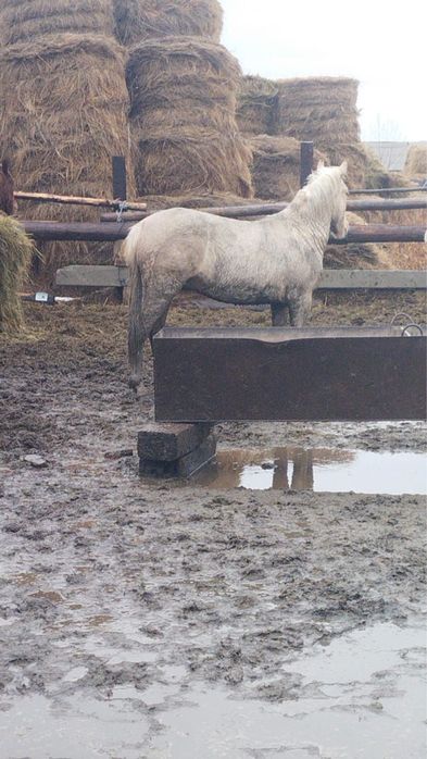 Продам лошадей с откорма