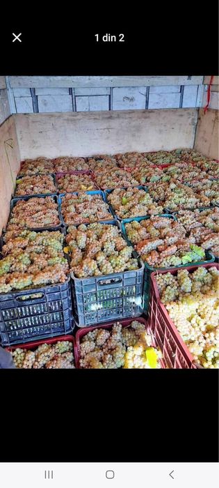 Vand struguri de vin