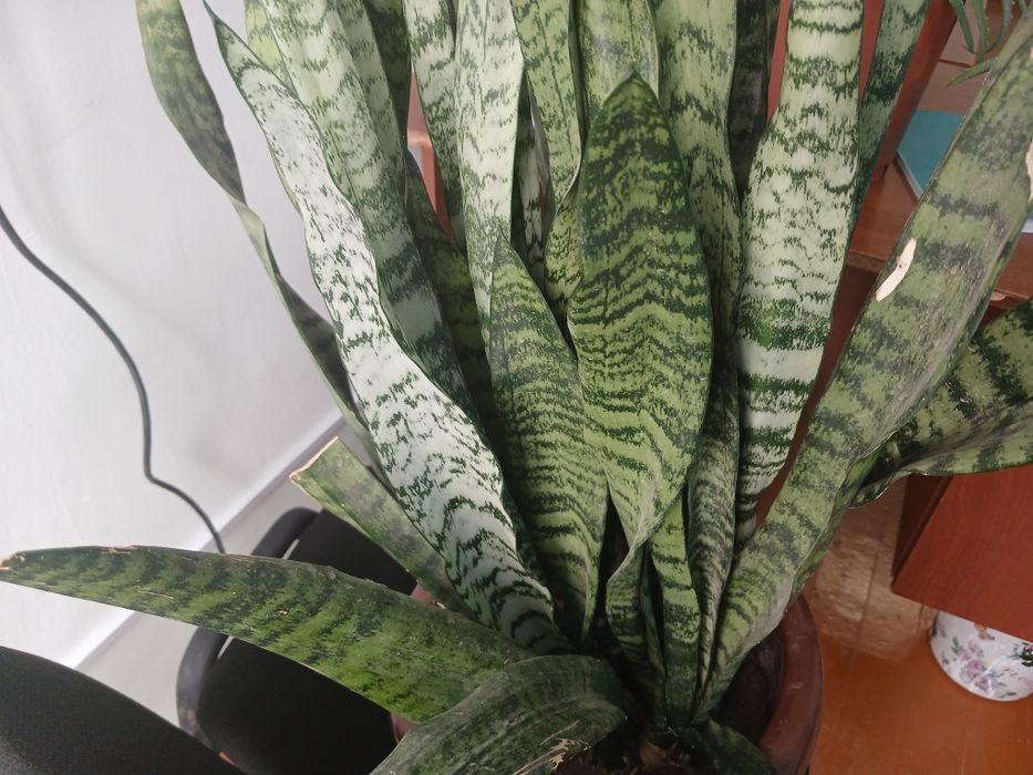 Katta katta keep yillik gullar soriladi Aloe Sansevarii guli shifobaxs