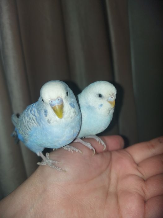 пара волнистые попугаи вместе с клеткой