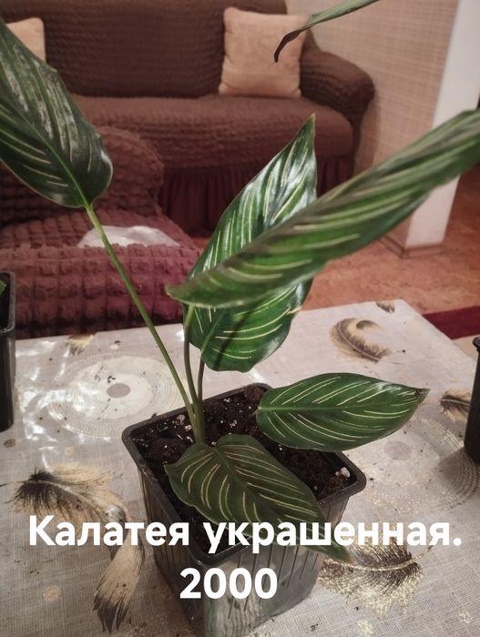 Продам комнатные растения