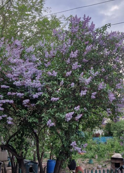 Сирень с куста. Для букетов.