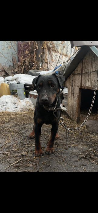 Продам кобеля ягдтерьера