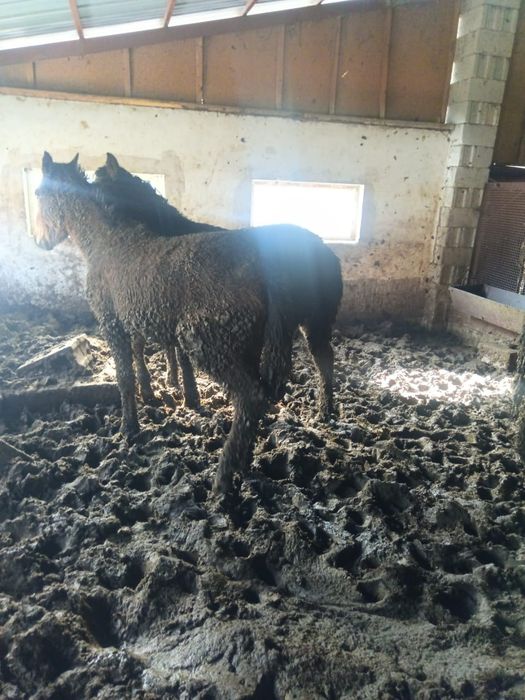 Тай ,бие сатылады