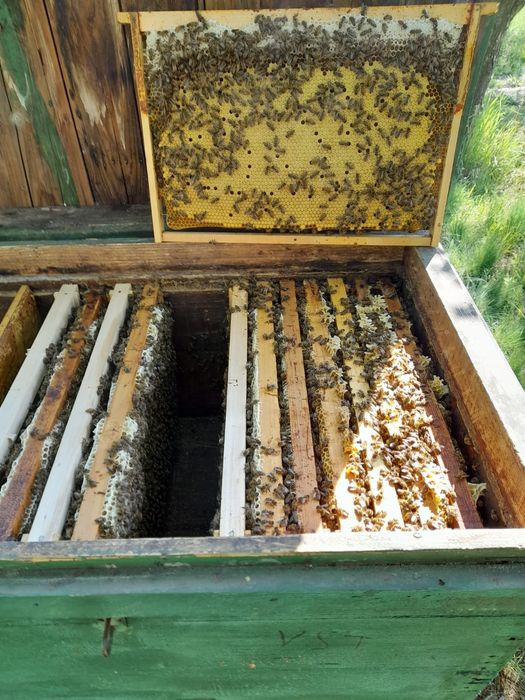 Vand 50 famili de albine