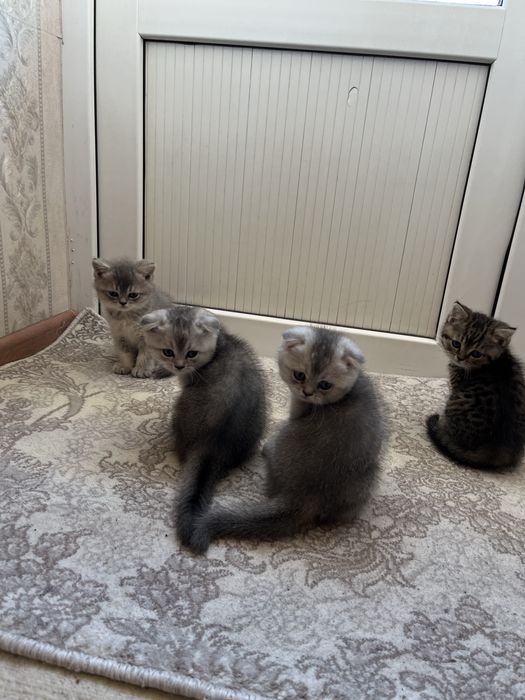 Scottish fold and stright
