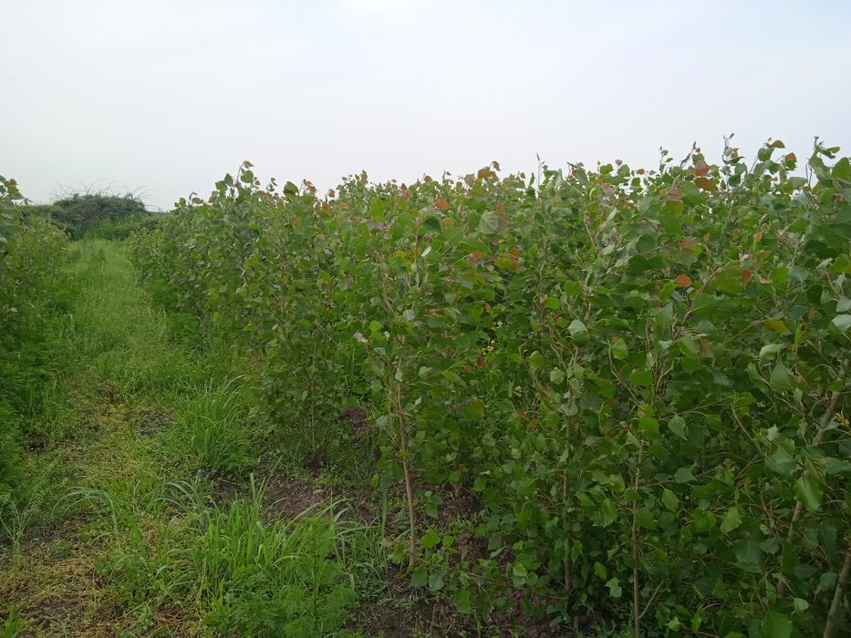 Терак кучати сотилади колифорния нави