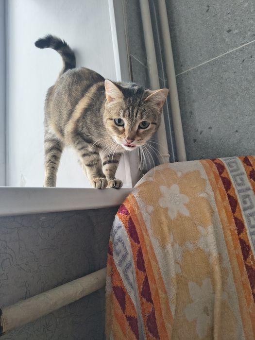 Отдам кошечку в добрые руки