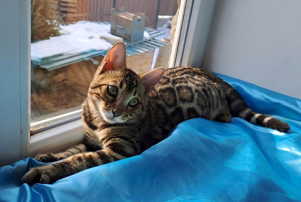 Кошка как ЛЕОПАРД