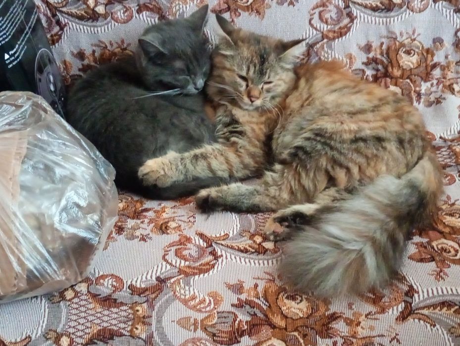 Отдам кошку девочка