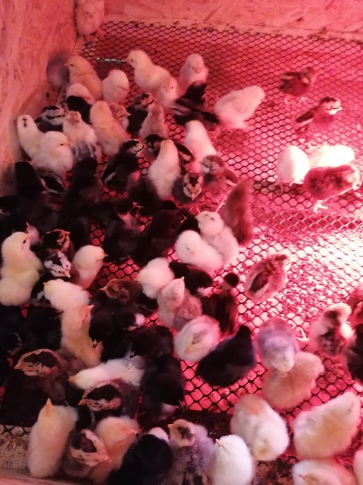 Pui de găină de țară