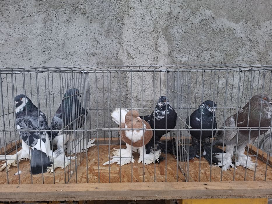 Vând 7 porumbei  gusati  de pomerania  vaccinați  și deparazitați