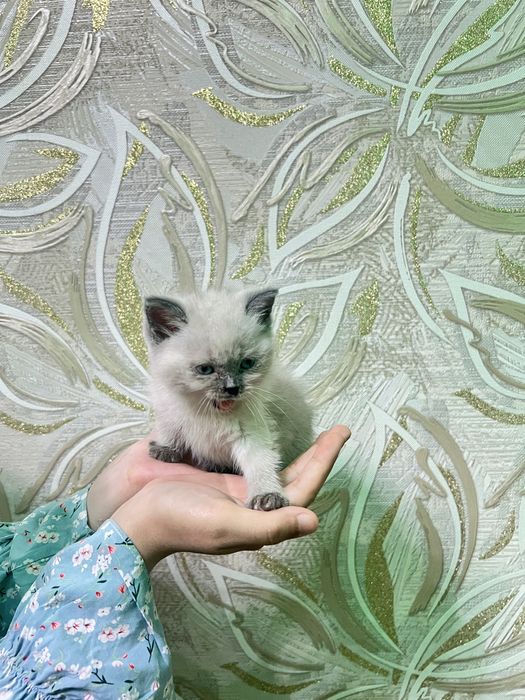 2 ойлик мушукчалар сотилади